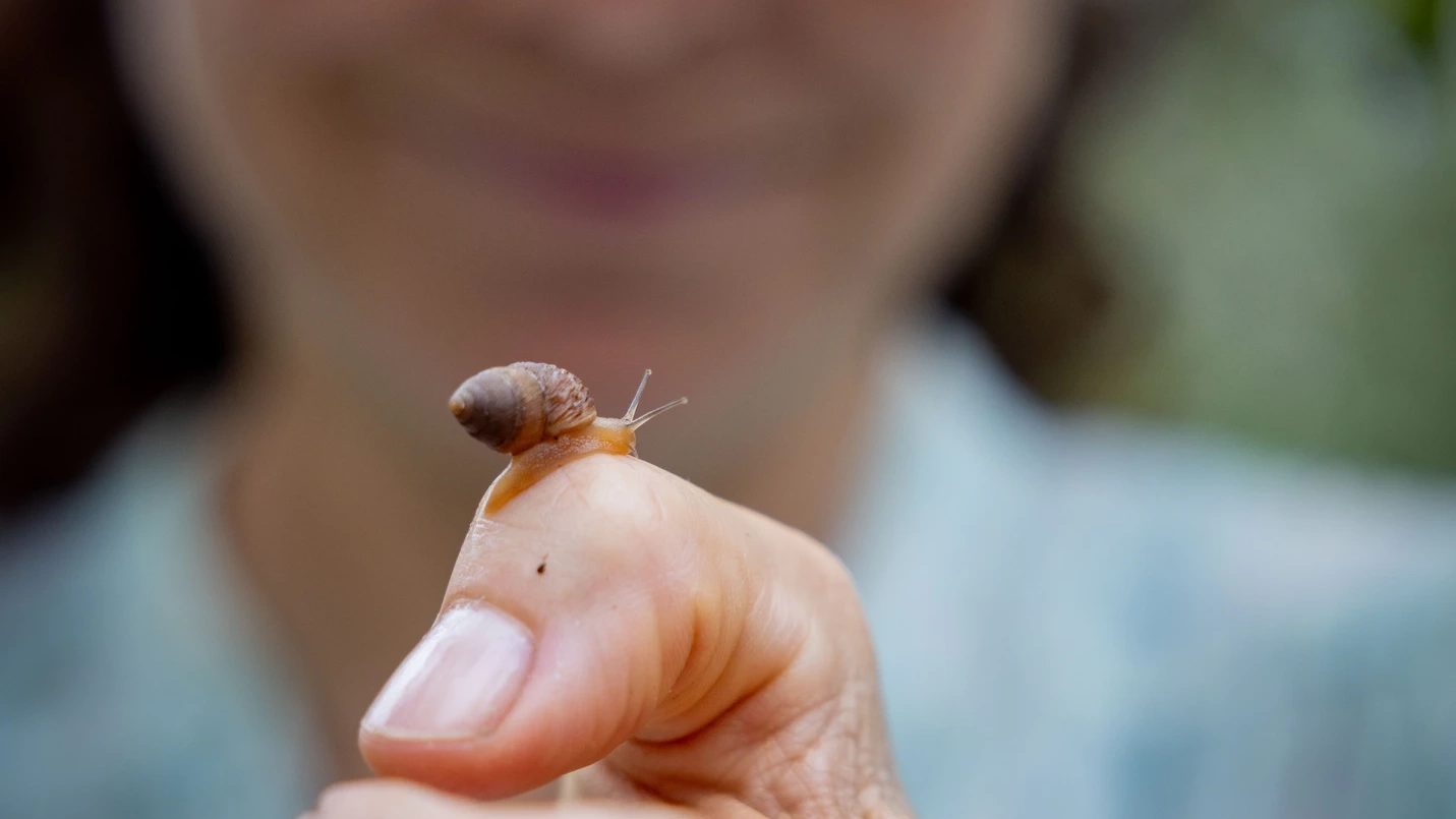 Three Ӱֱ researchers travel to the Galapagos Islands in search of clues unlocking the mysteries of evolution through the study if snails on the pristine, untouched volcanic archipelago 700 miles off the coast of Ecuador.