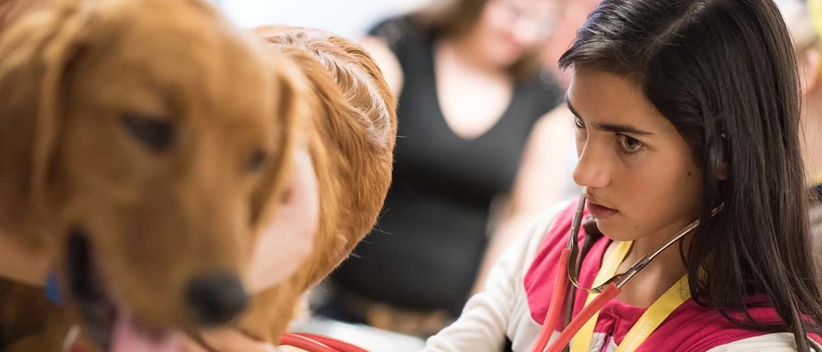 U of I student listening to a dog's breathing using a stethoscope. 