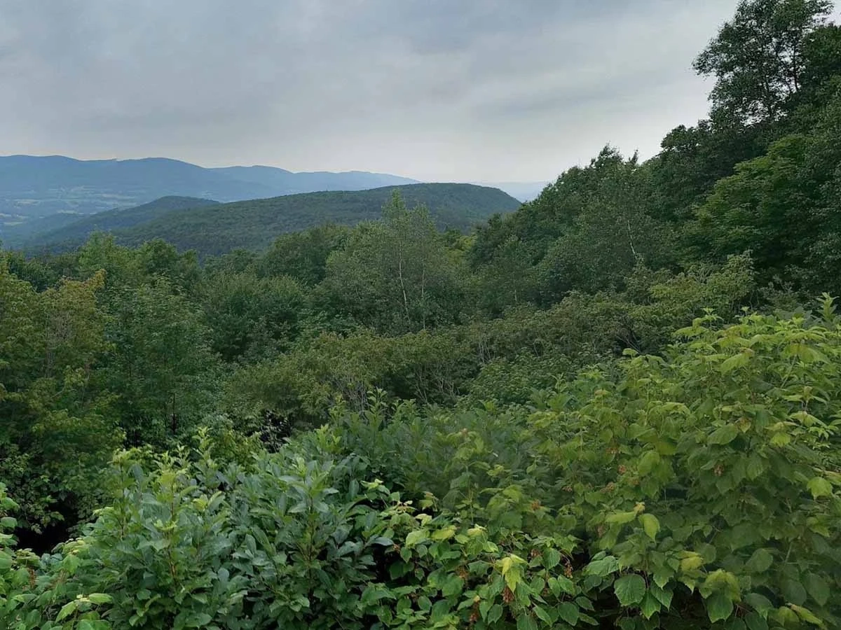 Dystrudept landscape