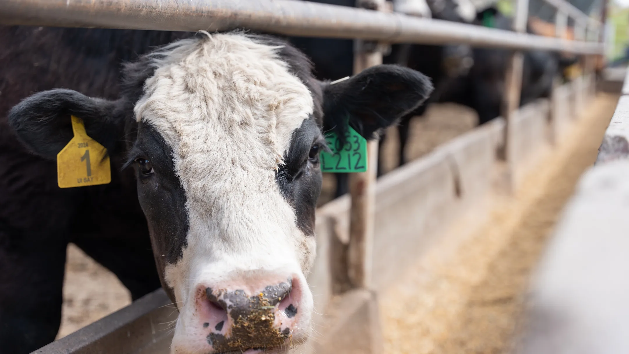 Cattle at the Monson Barn Cattle Structure on the Univeristy of Idaho Campus.