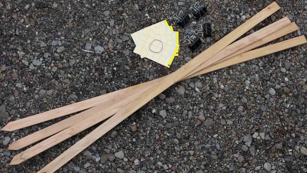 yellow sticky traps to monitor adults