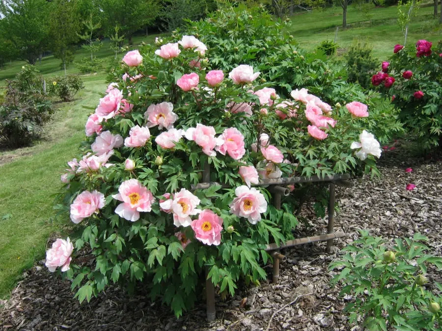 Plentiful large pink blossoms in the Arboretum gardens