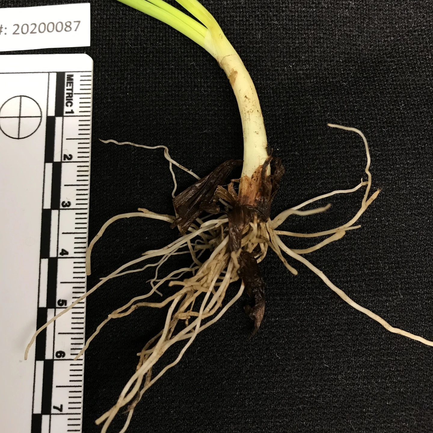 A variety of onion diseases photos