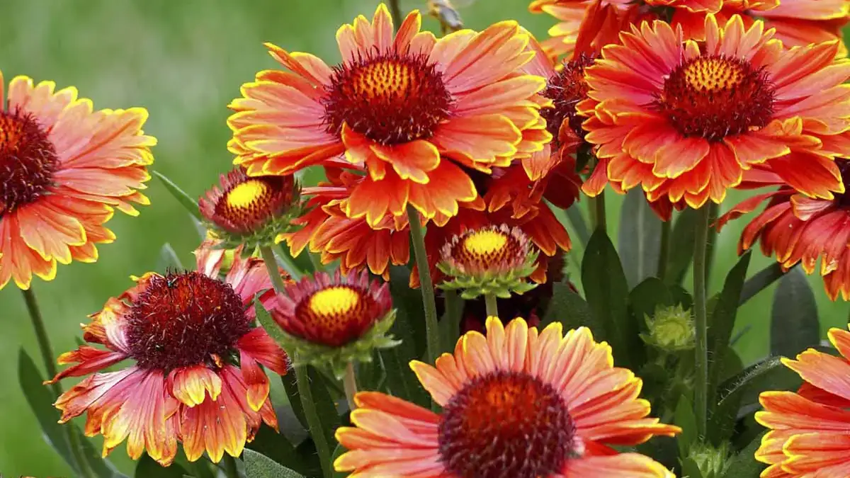 A variety of perennials from African daisies to yarrow