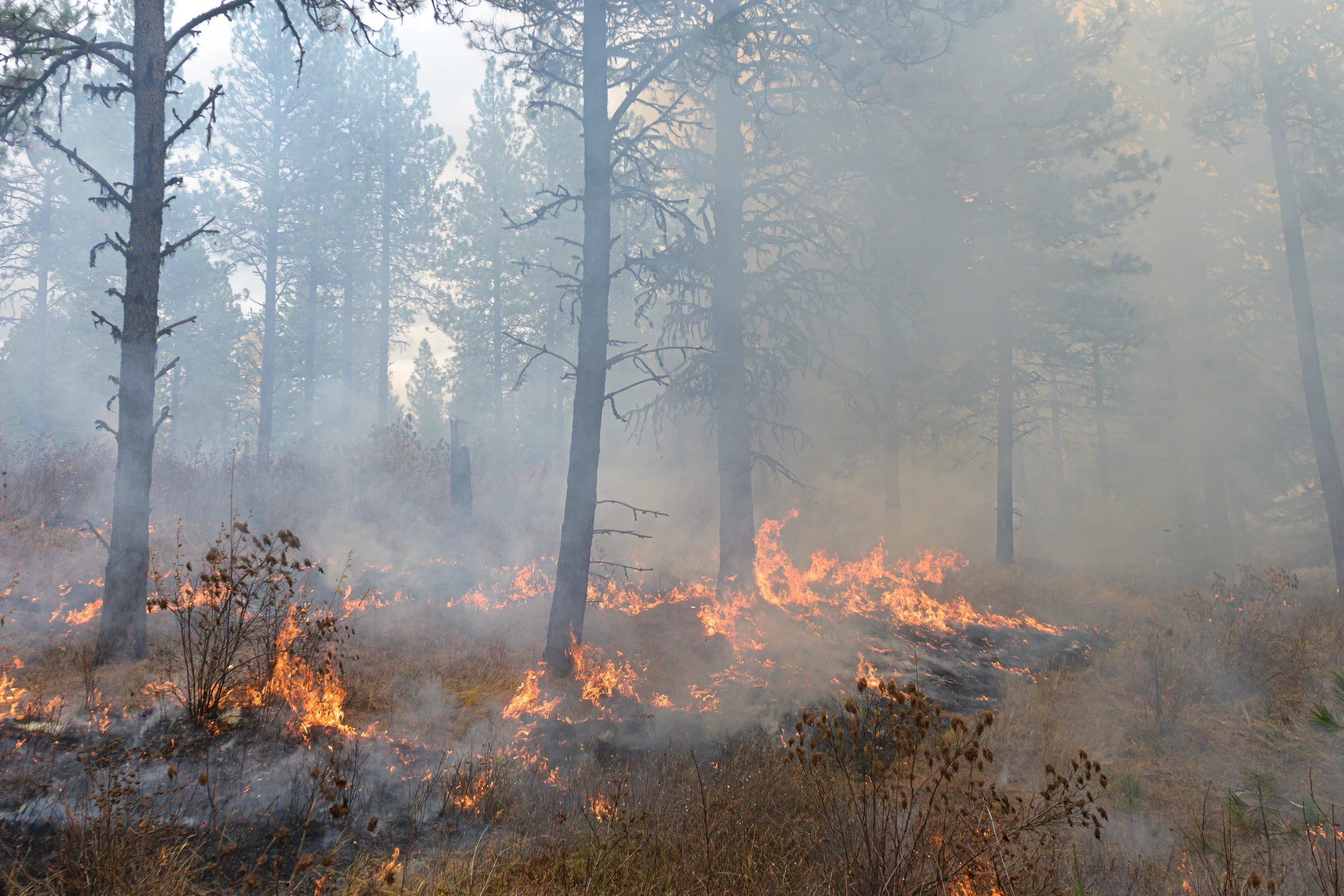 Wildfire burning in forest with heavy smoke in the air.