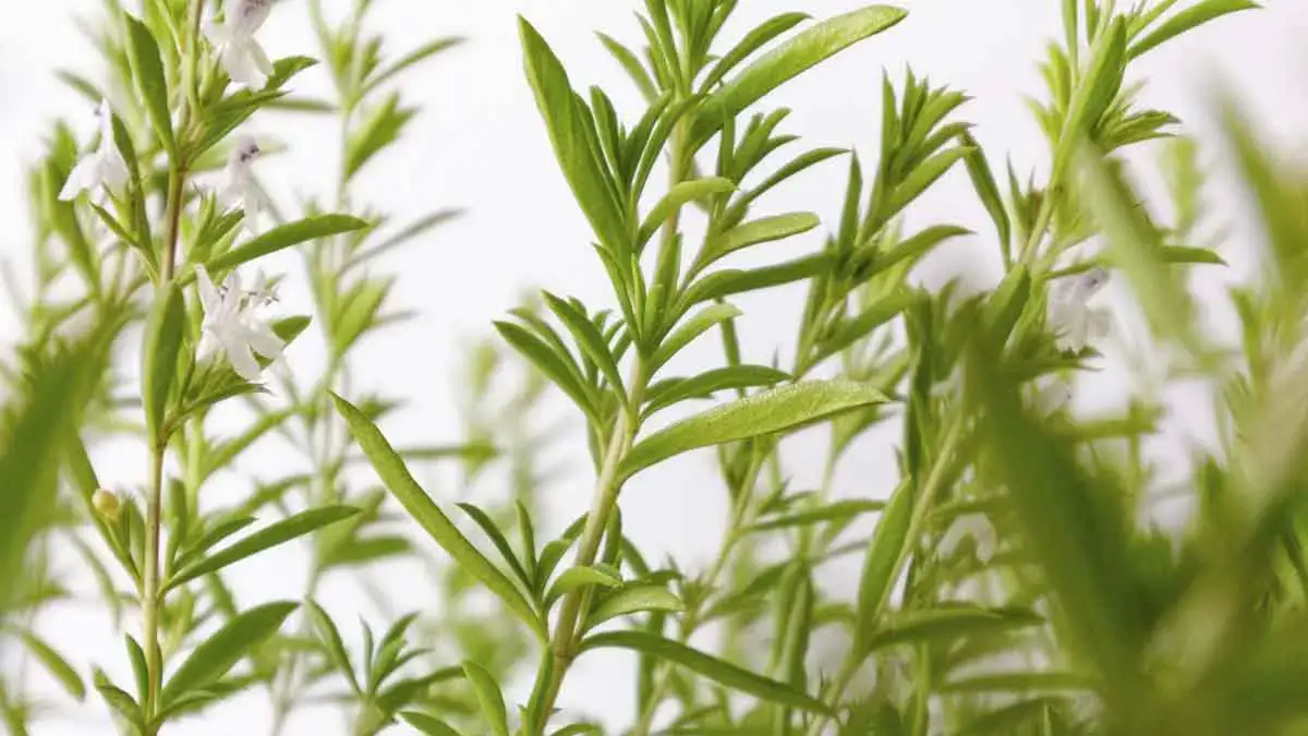 Landscapes and Gardens photos