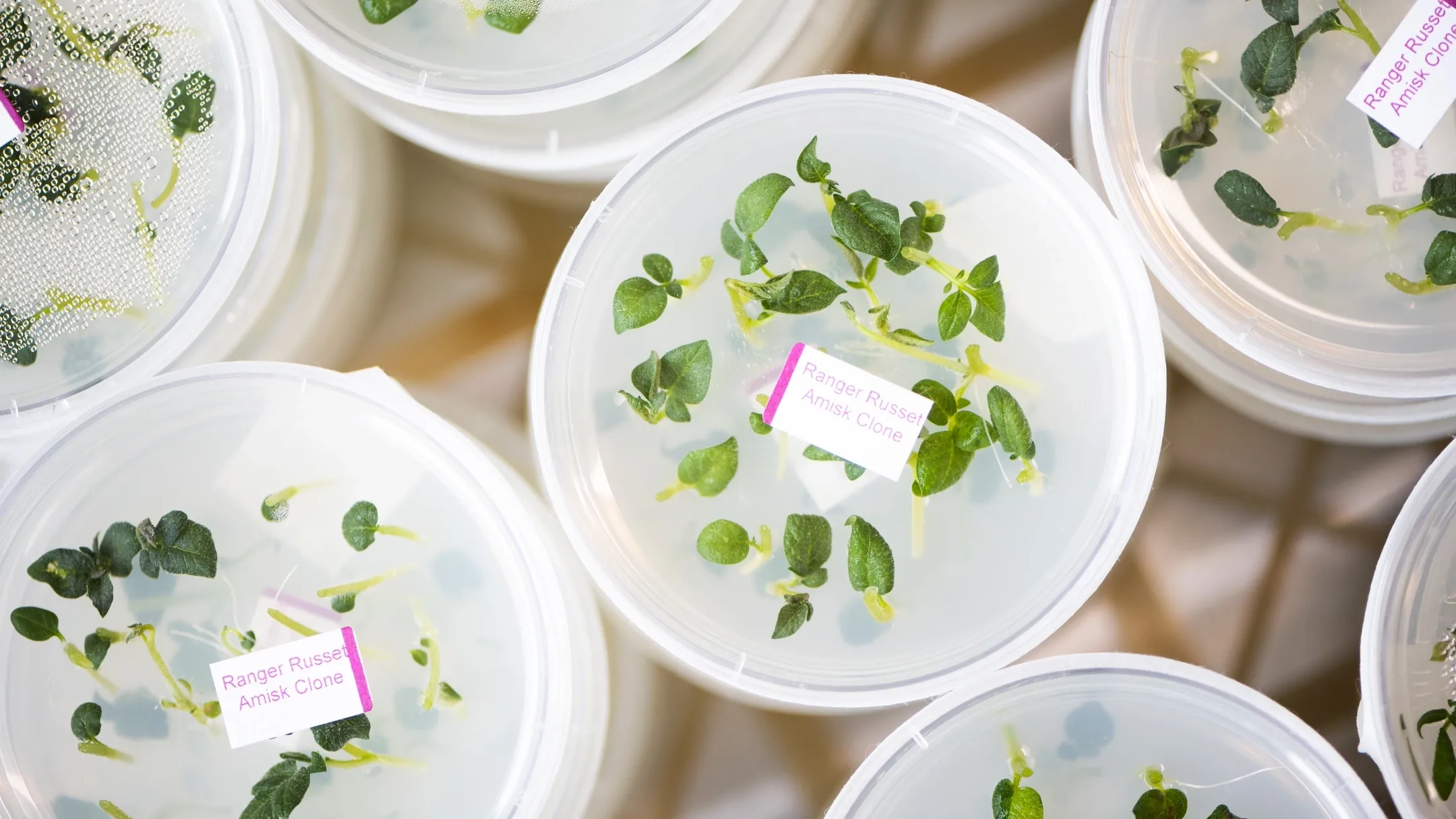 University of Idaho new Seed Potato Germplasm Laboratory. This new laboratory allows the University to address the increased demand for potato plantlets and mni-tubers.