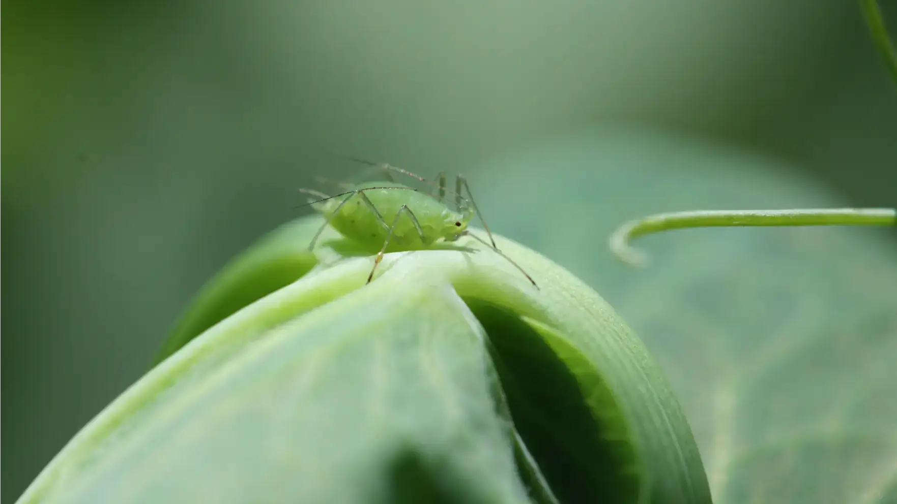 Integrated pest management photos and files