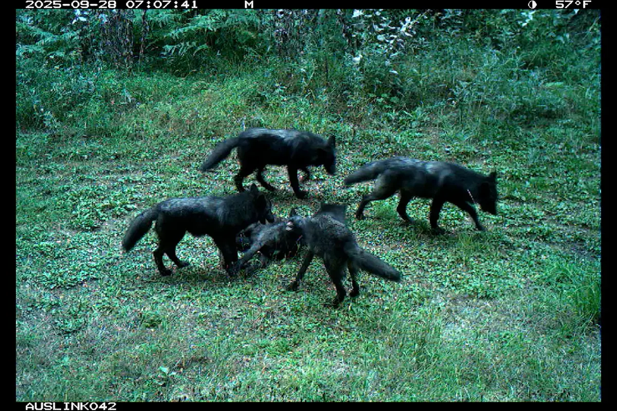 A screenshot of a trailcam showing a group of wolf pups at a rendezvous site.