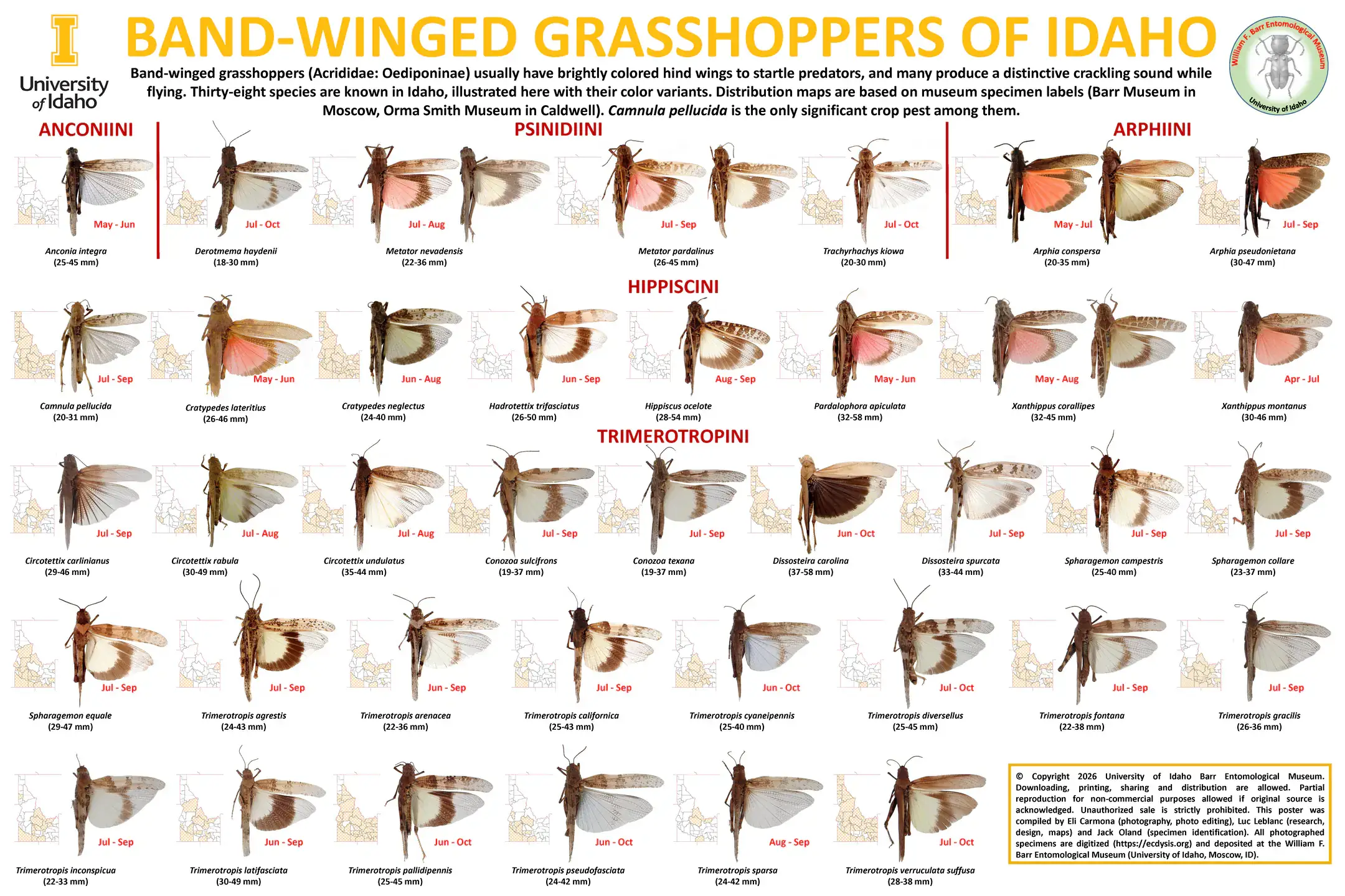 A downloadable poster of one variety type of insects