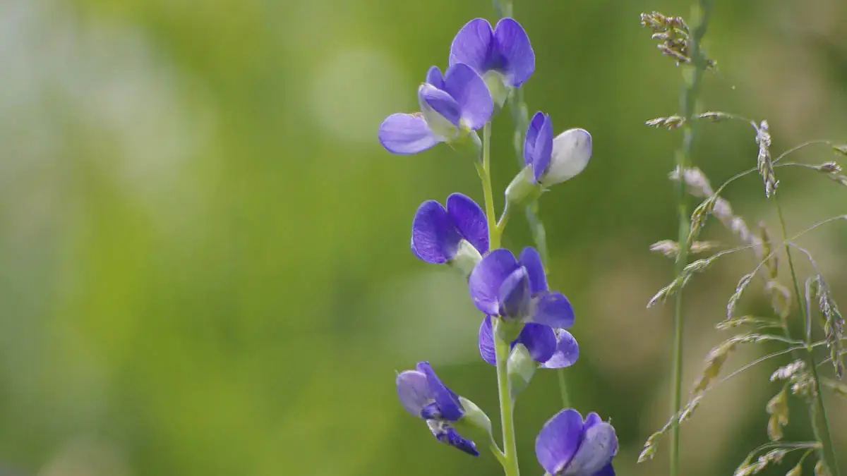 A variety of perennials from African daisies to yarrow