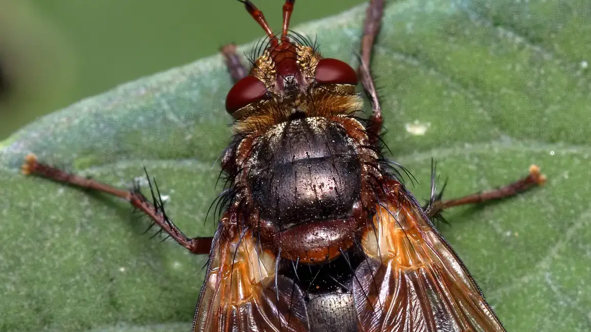 Beneficial and pest insects