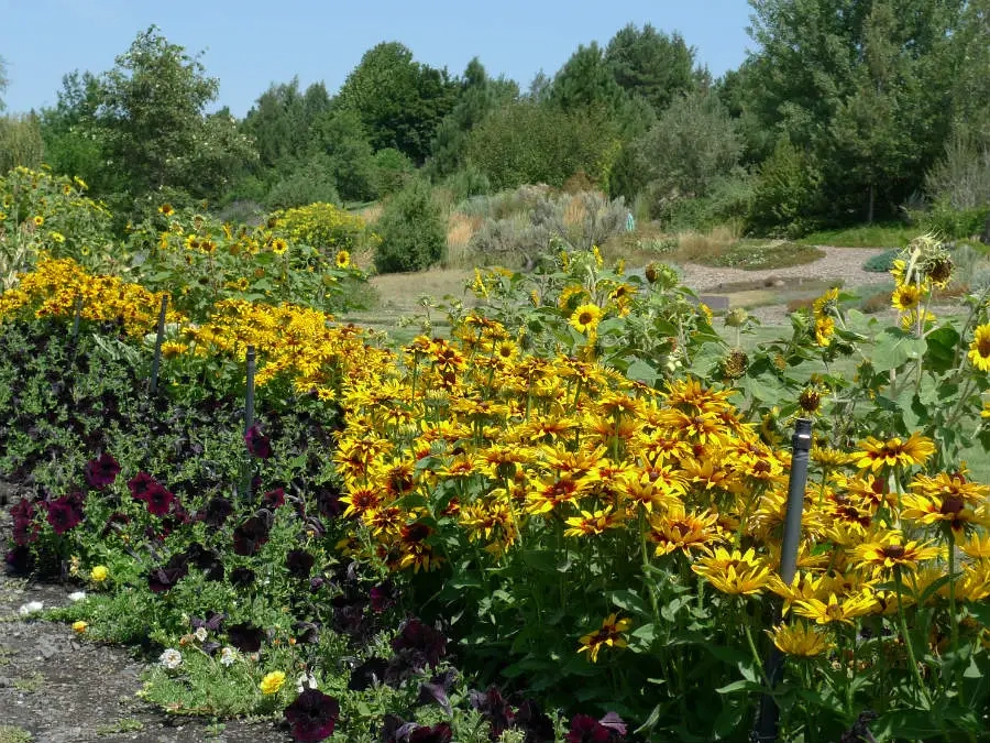 Bright yellow flowers grown in bunches down a row