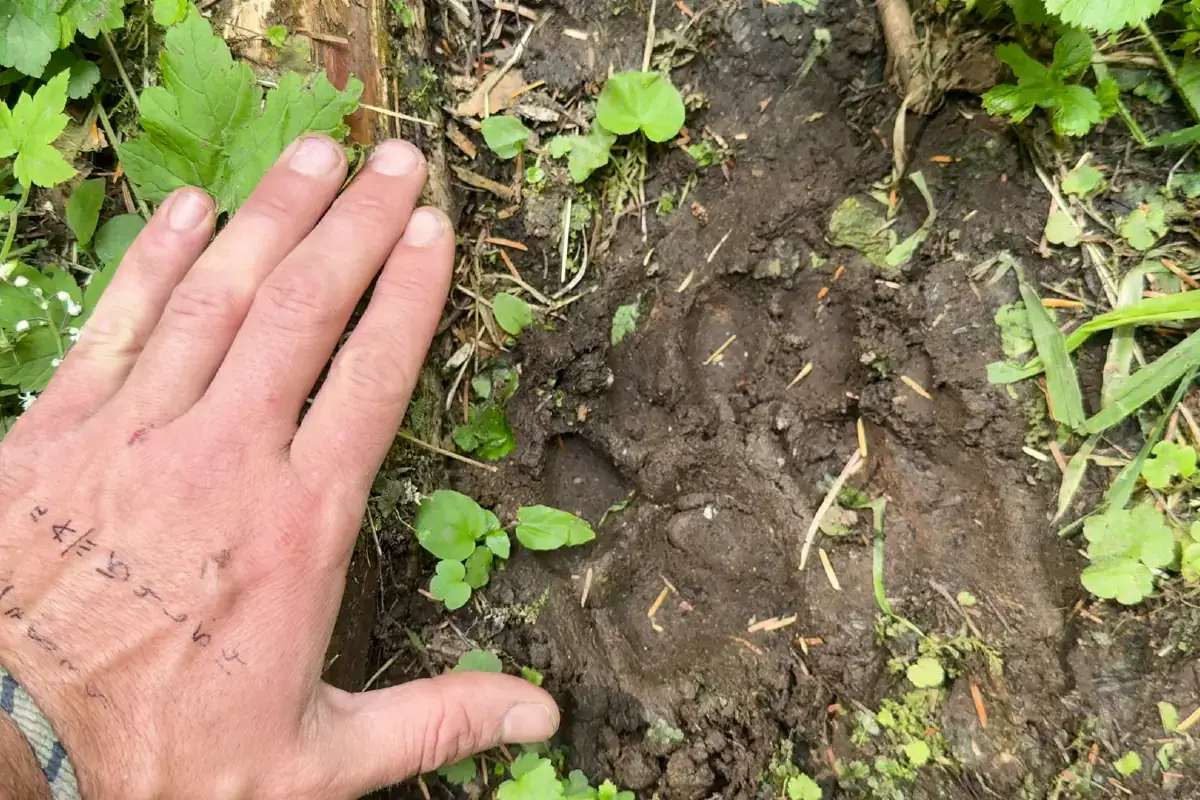 A researcher's hand approximates the size of a wolf's paw print in the nearby mud.