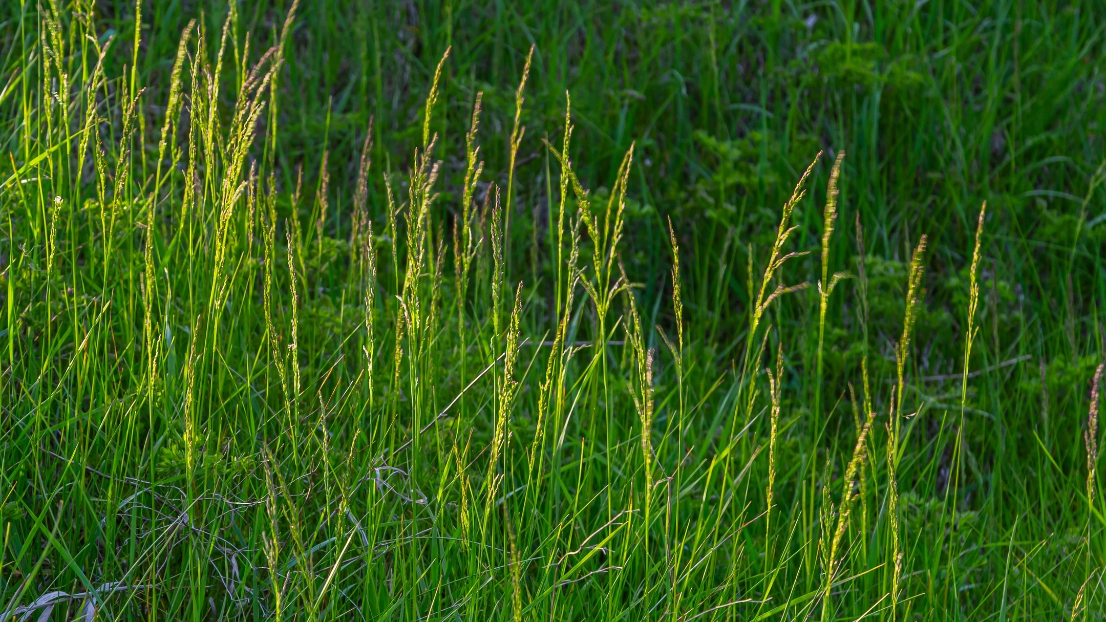 Lolium perenne or perennial ryegrass.