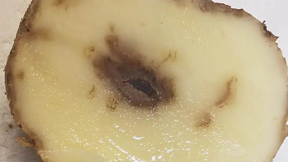 Potato viruses or diseases