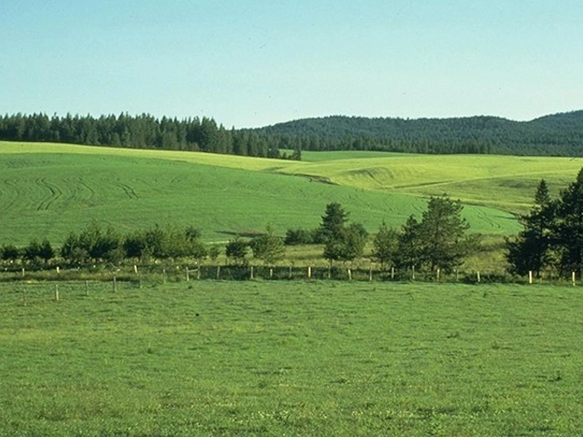 Green pastures separated by a couple of fences.