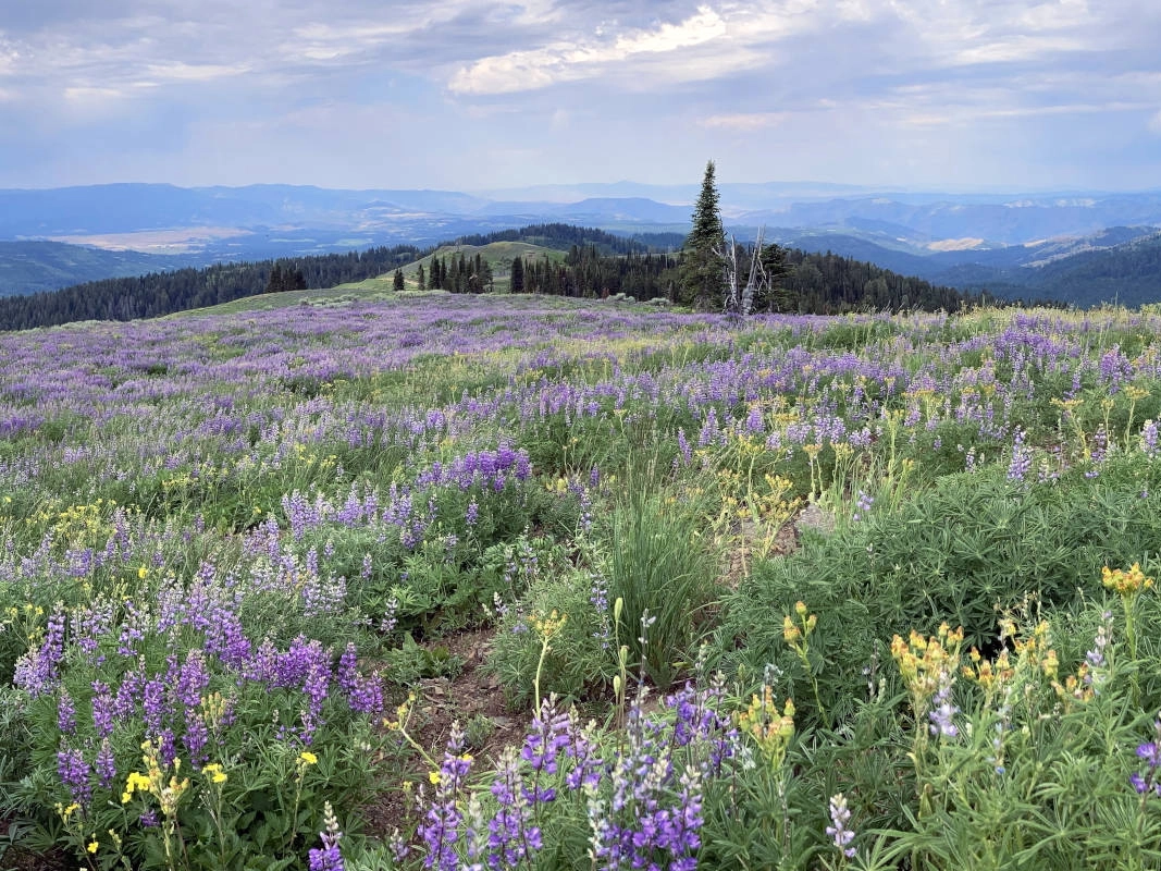 Wildflowers growing on a hill