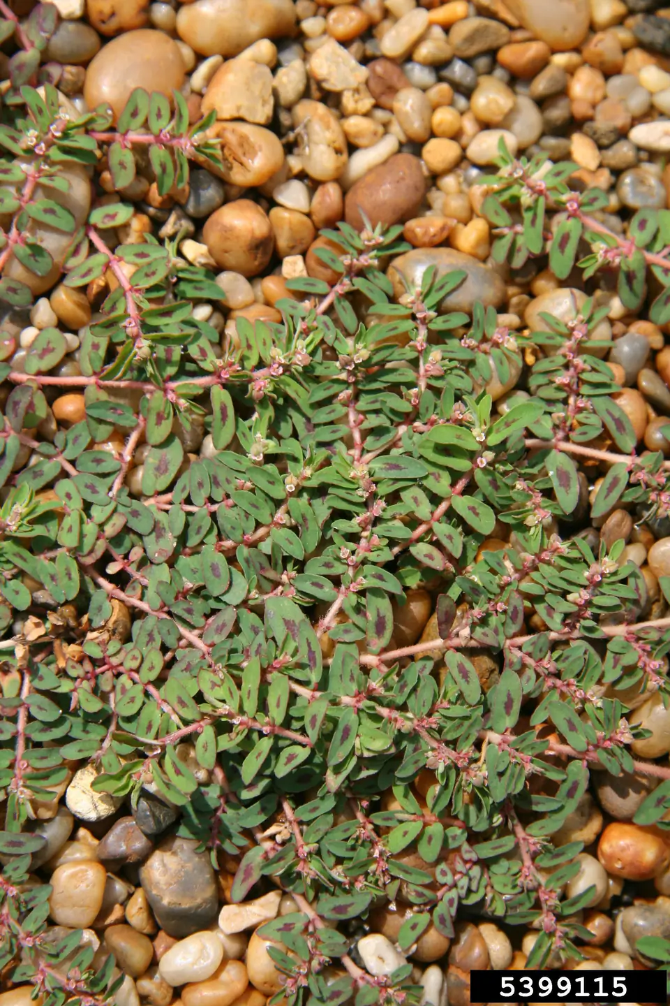 Invasive weeds in Idaho