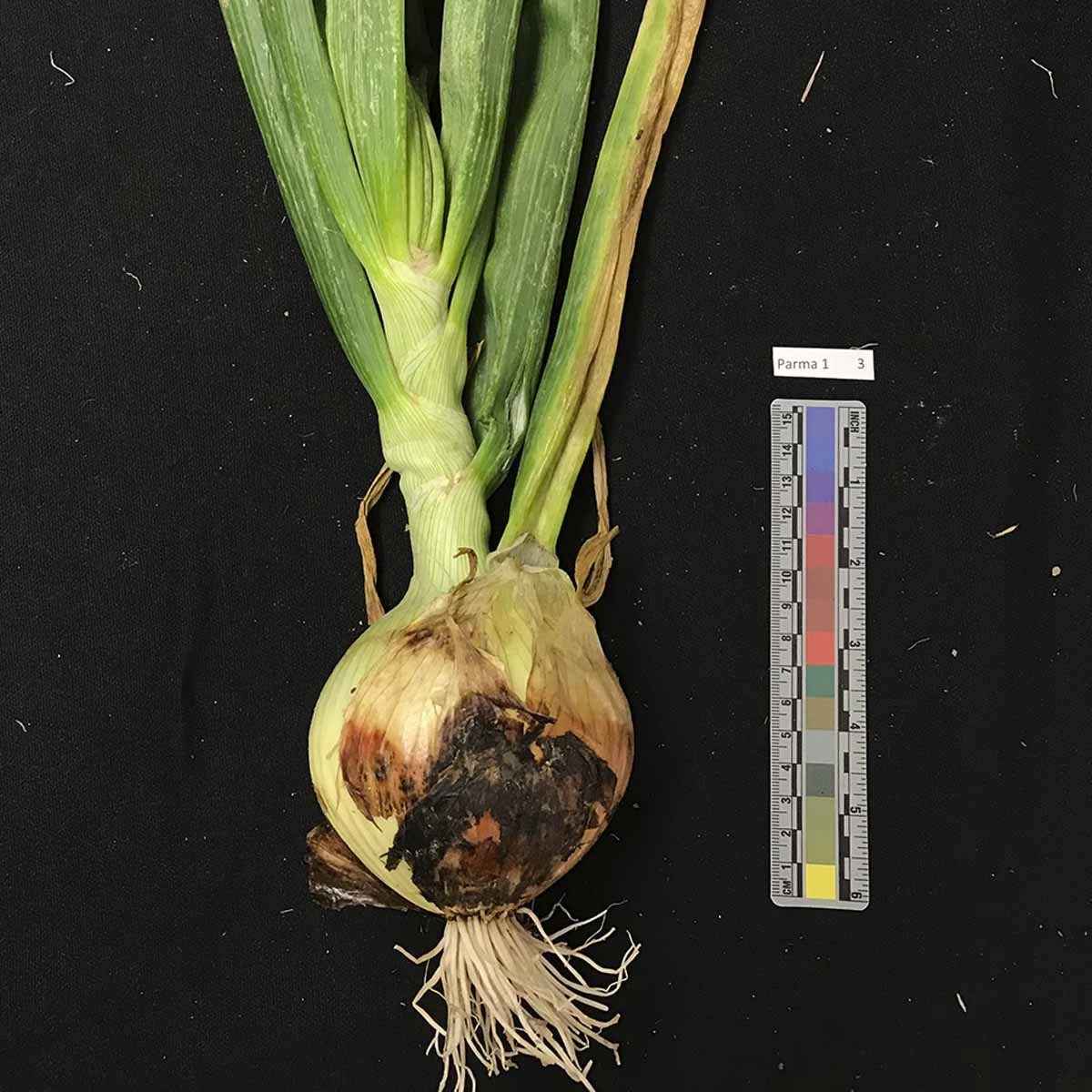 A variety of onion diseases photos