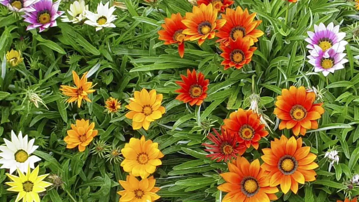 Herbaceous plants that are typically annuals