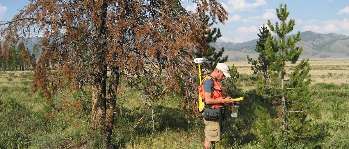 person standing next to two trees using a device