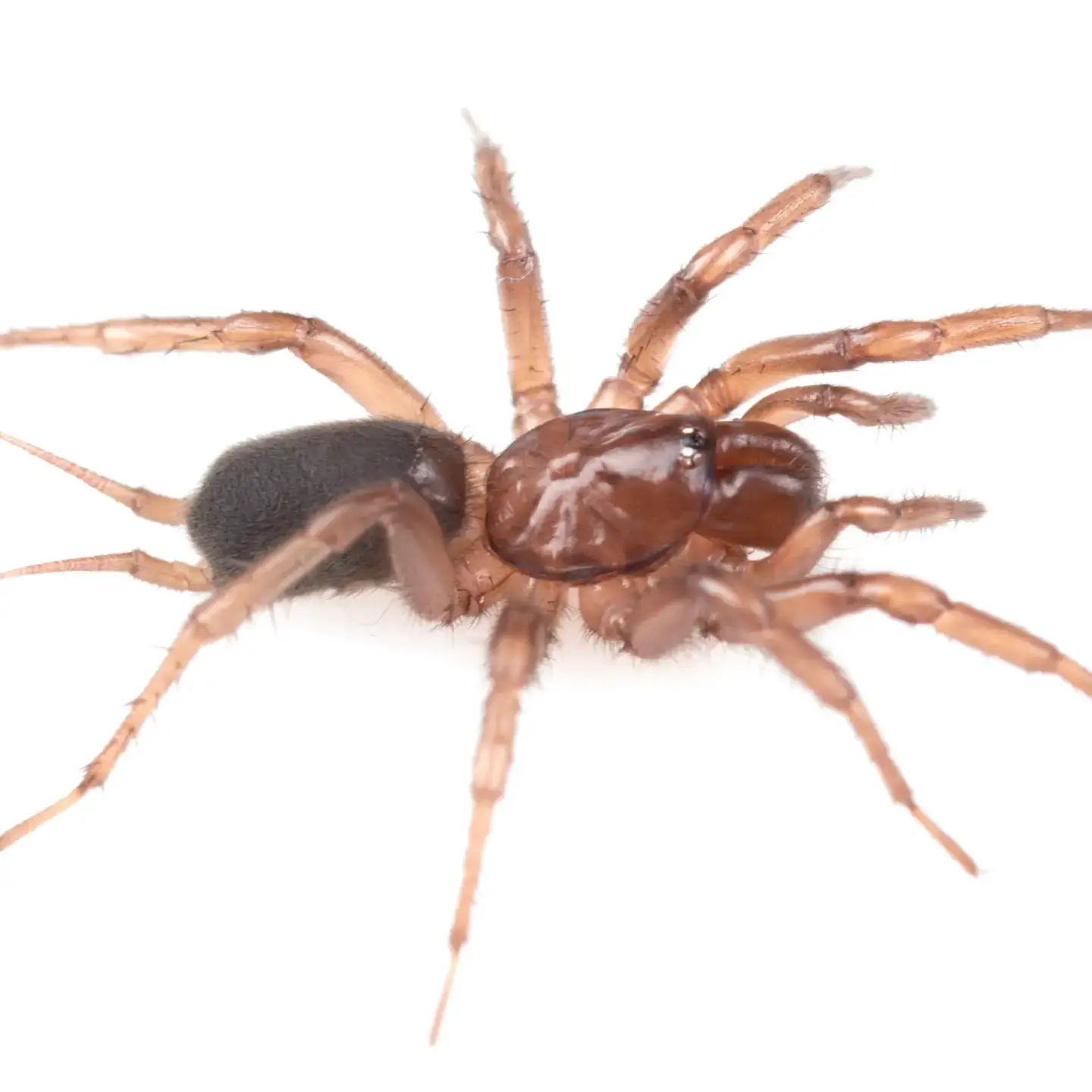 Close-up of a spider with a reddish-brown body and dark abdomen on a white background.