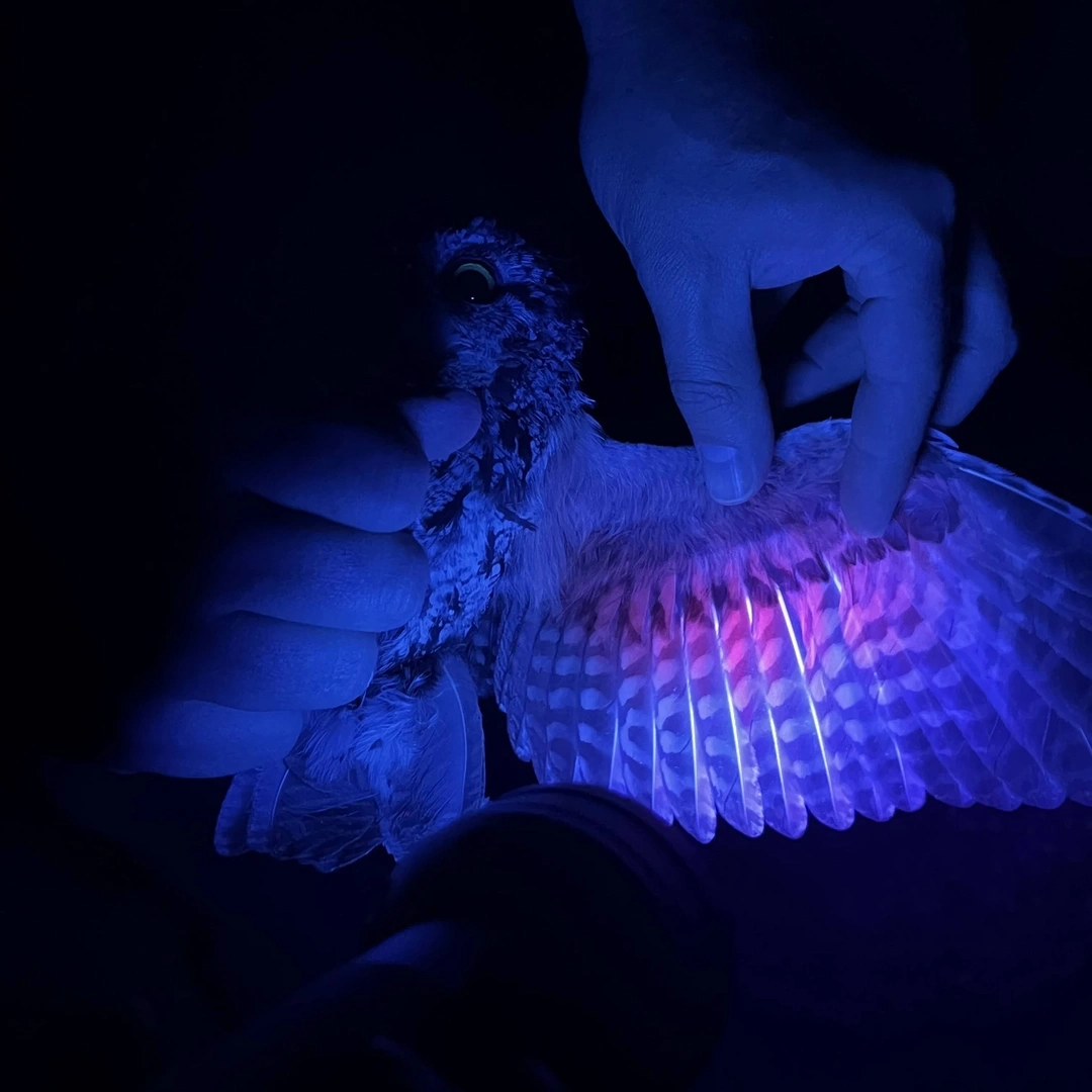 An owl’s wing under black light. 