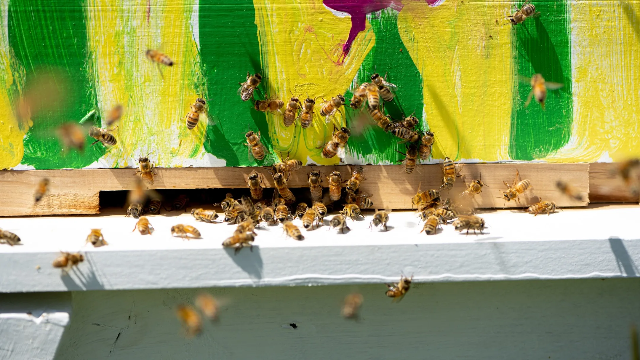 Keera Paull, a Spring 2022 graduate from Coeur d’Alene is a molecular biology student working in JT Van Leuven’s lab where she is looking for a cure for foulbrood, a bacterial disease that kills bees