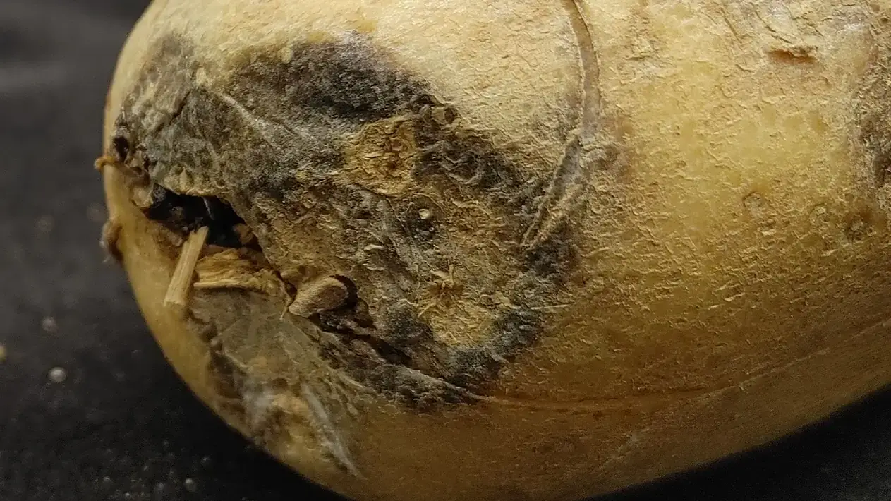 Fusarium dry rot symptoms visible on external tuber surface.