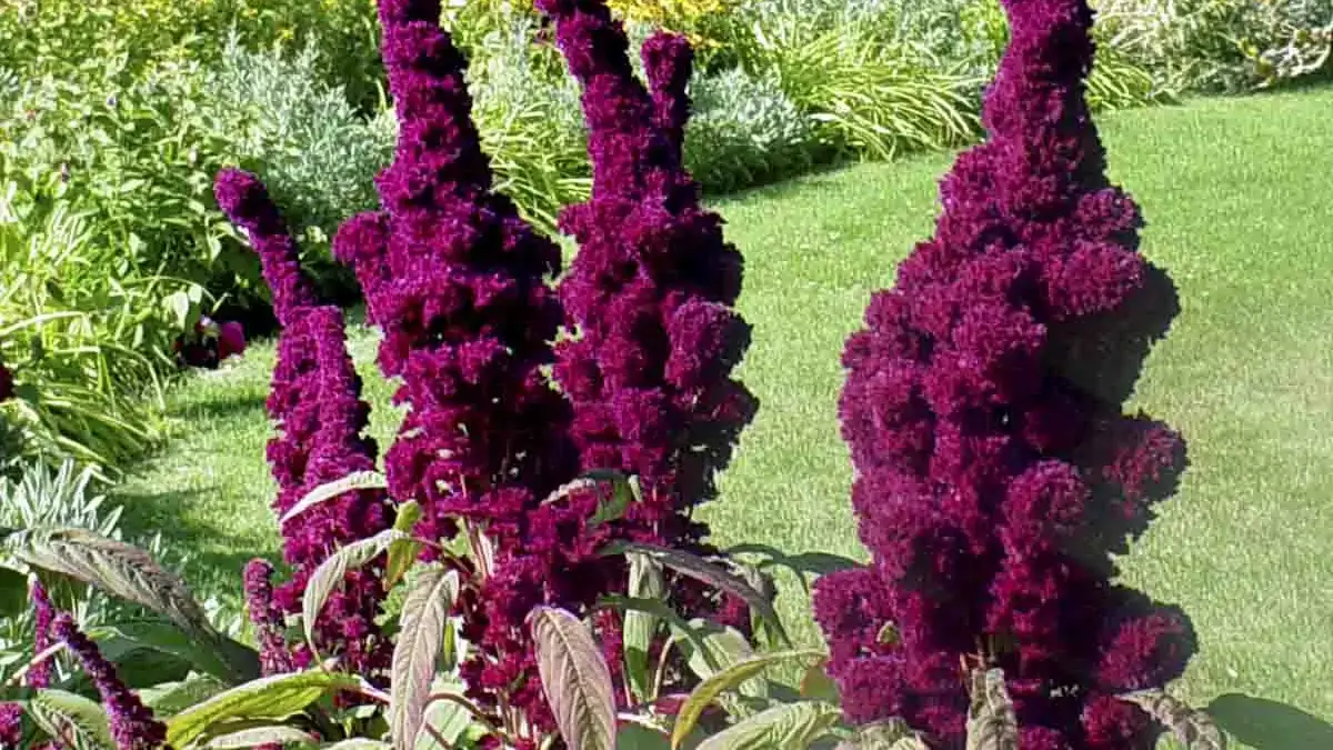 Herbaceous plants that are typically annuals