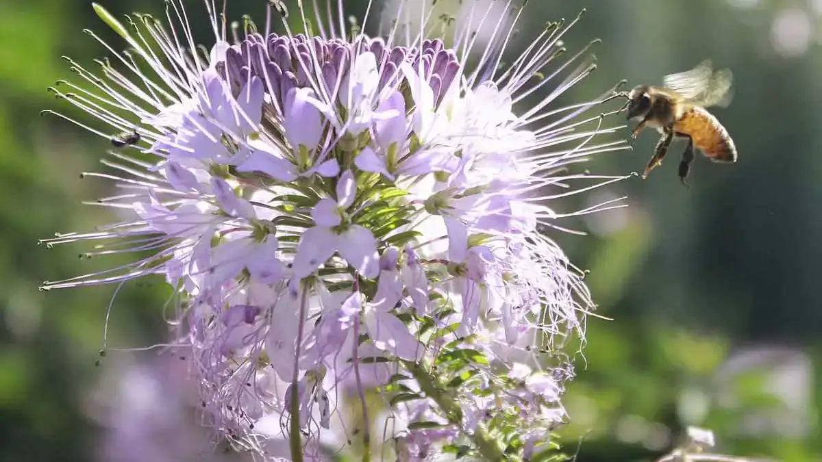 Landscapes and Gardens photos