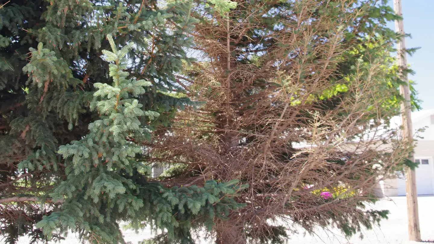 Spruce needle cast symptoms spreading from lower branches.