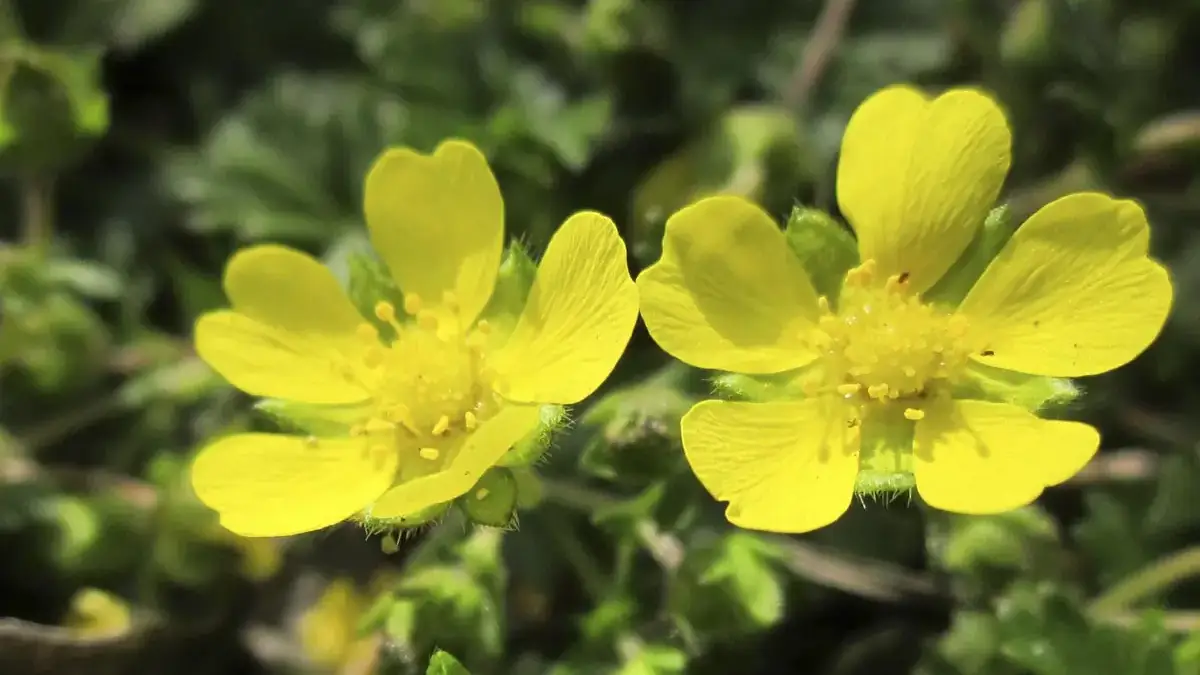 A variety of perennials from African daisies to yarrow