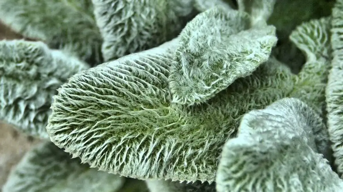 A variety of perennials from African daisies to yarrow