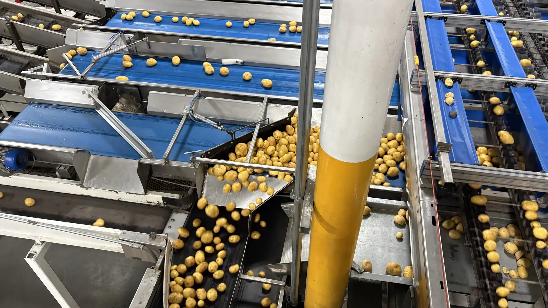 Potatoes are moved on a complex system of conveyors.