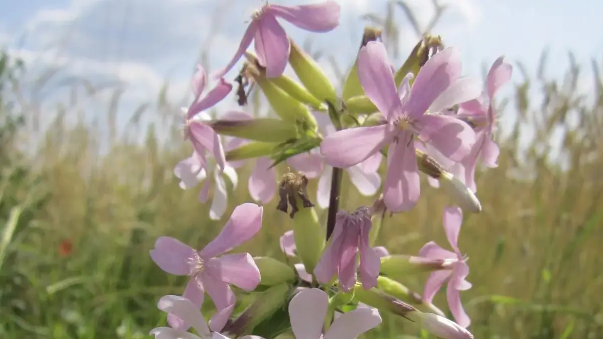 A variety of perennials from African daisies to yarrow
