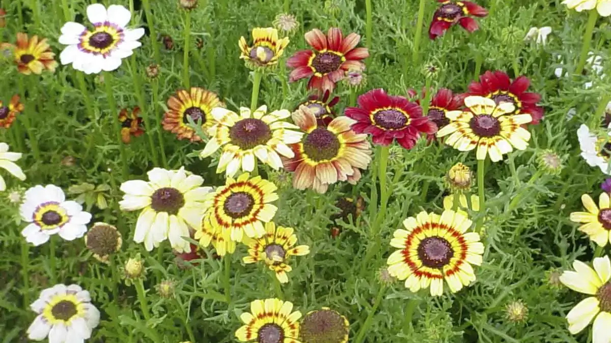 Herbaceous plants that are typically annuals