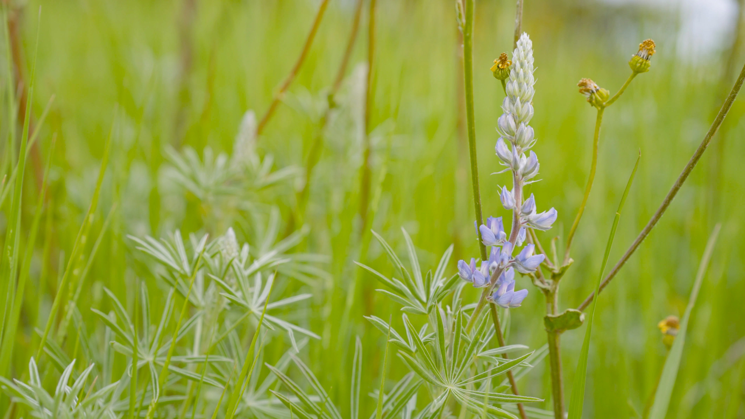 A purple flower in a field.