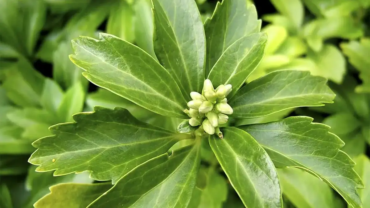 A variety of perennials from African daisies to yarrow