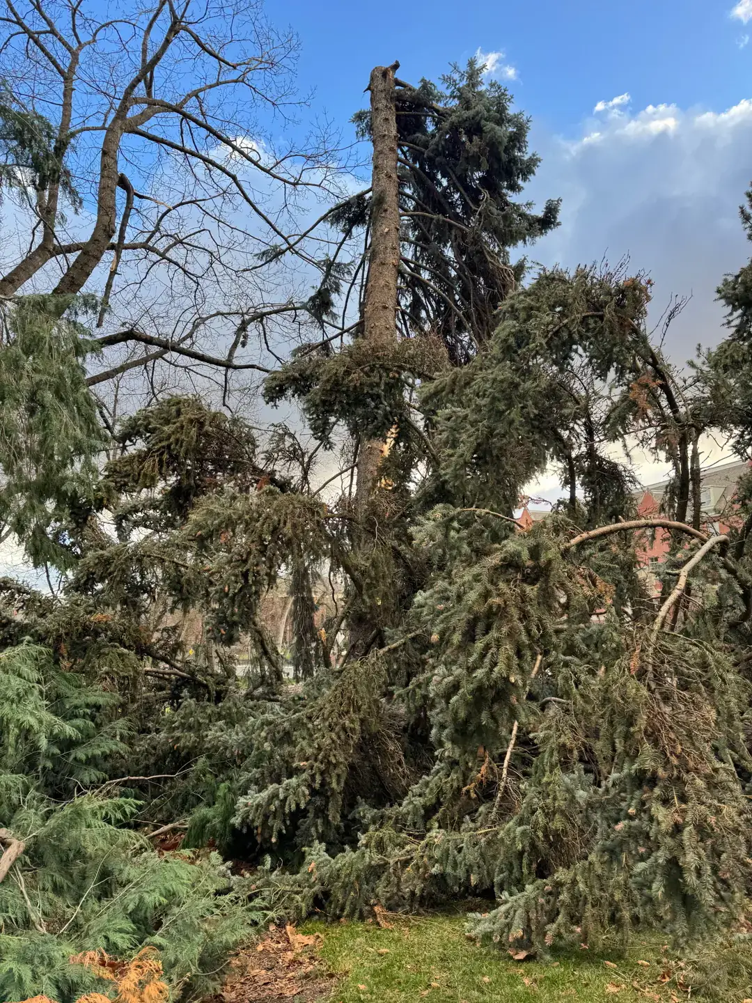 A Colorado blue spruce tree displaying damage to its top and branches.