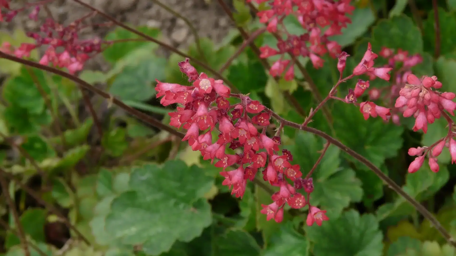 Herbaceous plants that are typically annuals