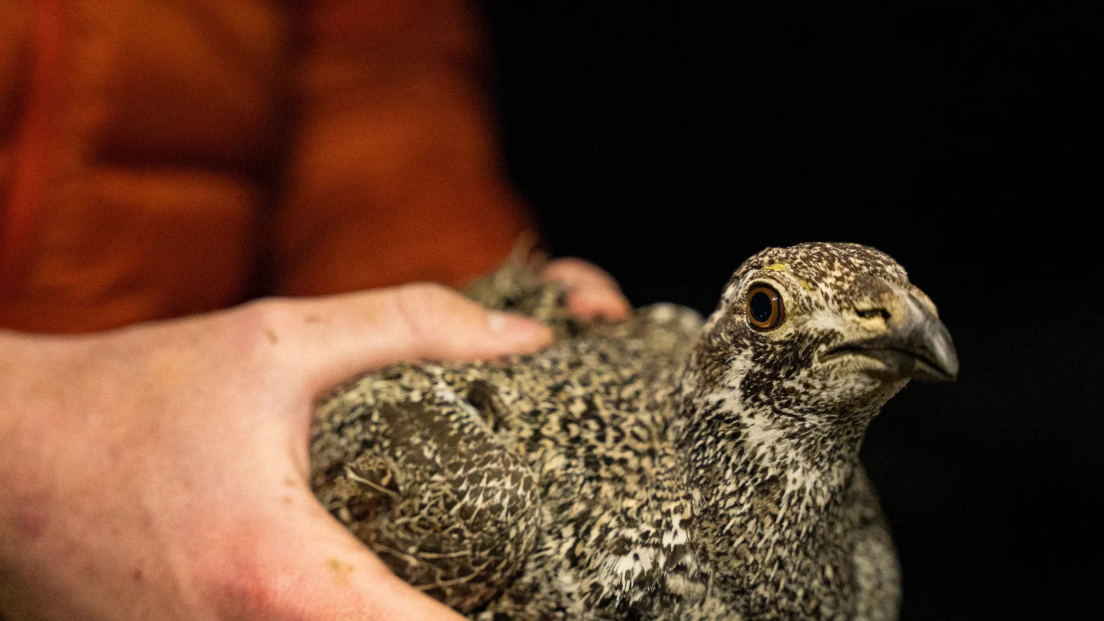 Courtney Conway’s 10-year study on the effects of ranching on sage grouse populations.