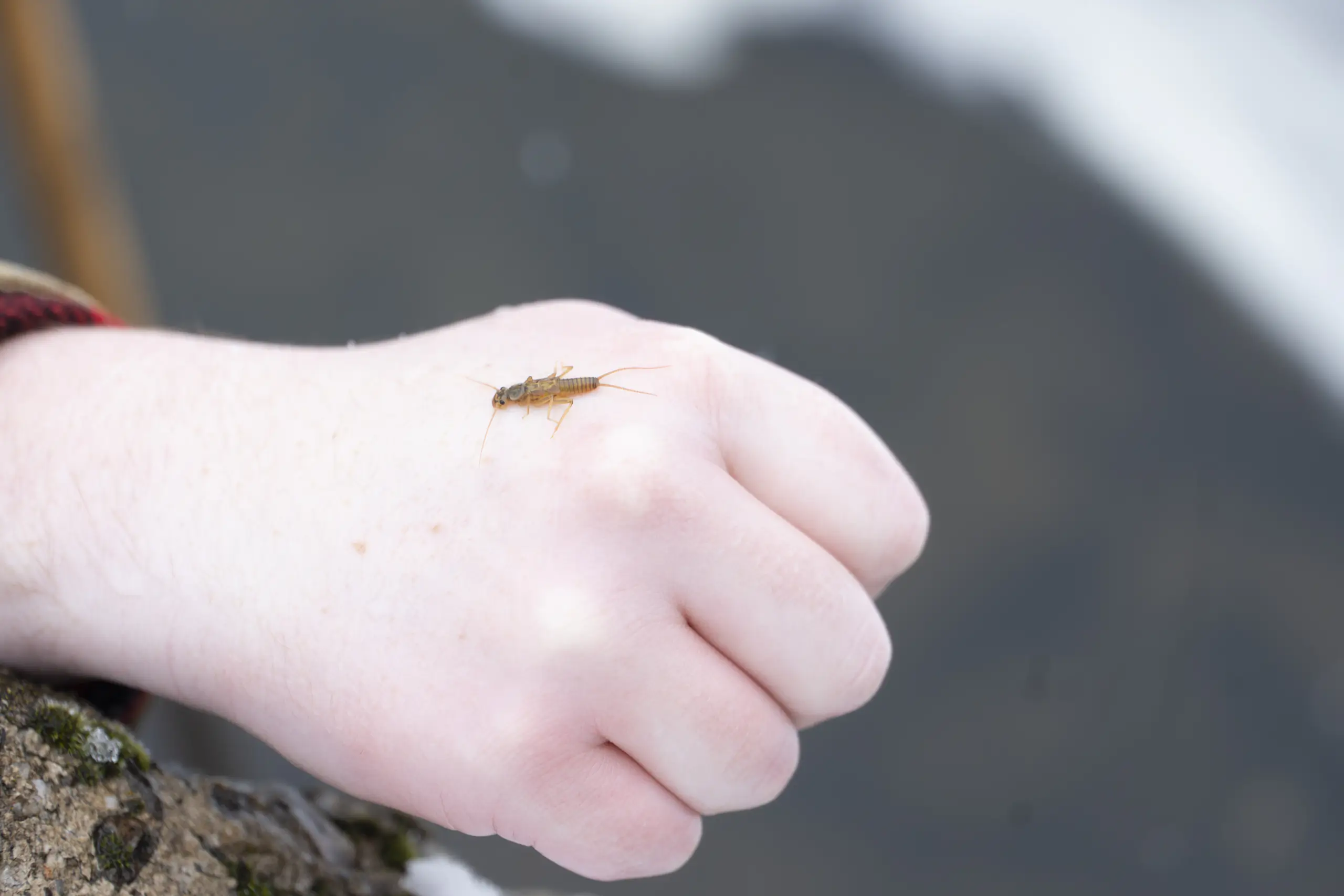 A stonefly on the hand of Jack Stafford