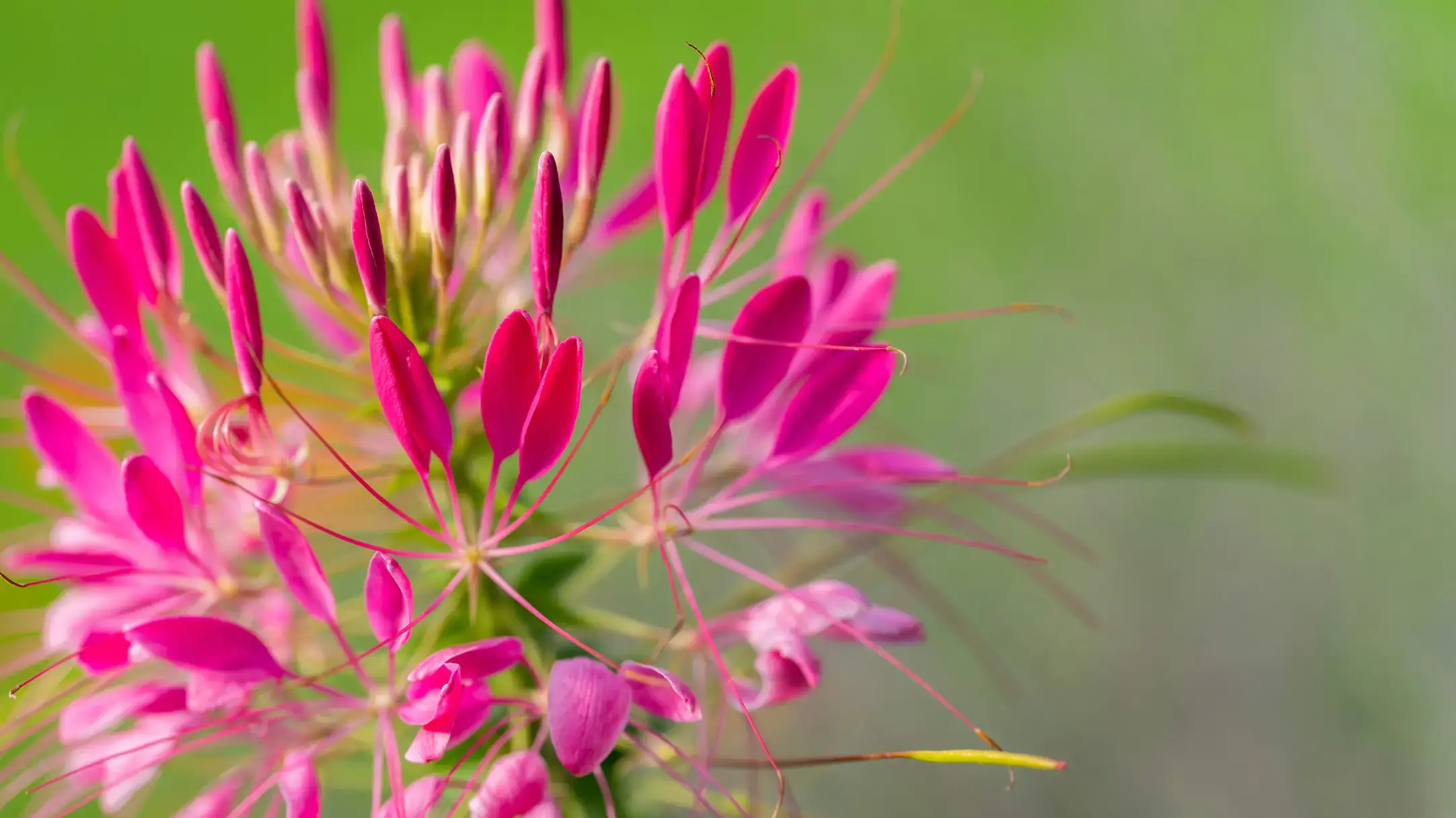 Perennials and annuals to beautify your landscape