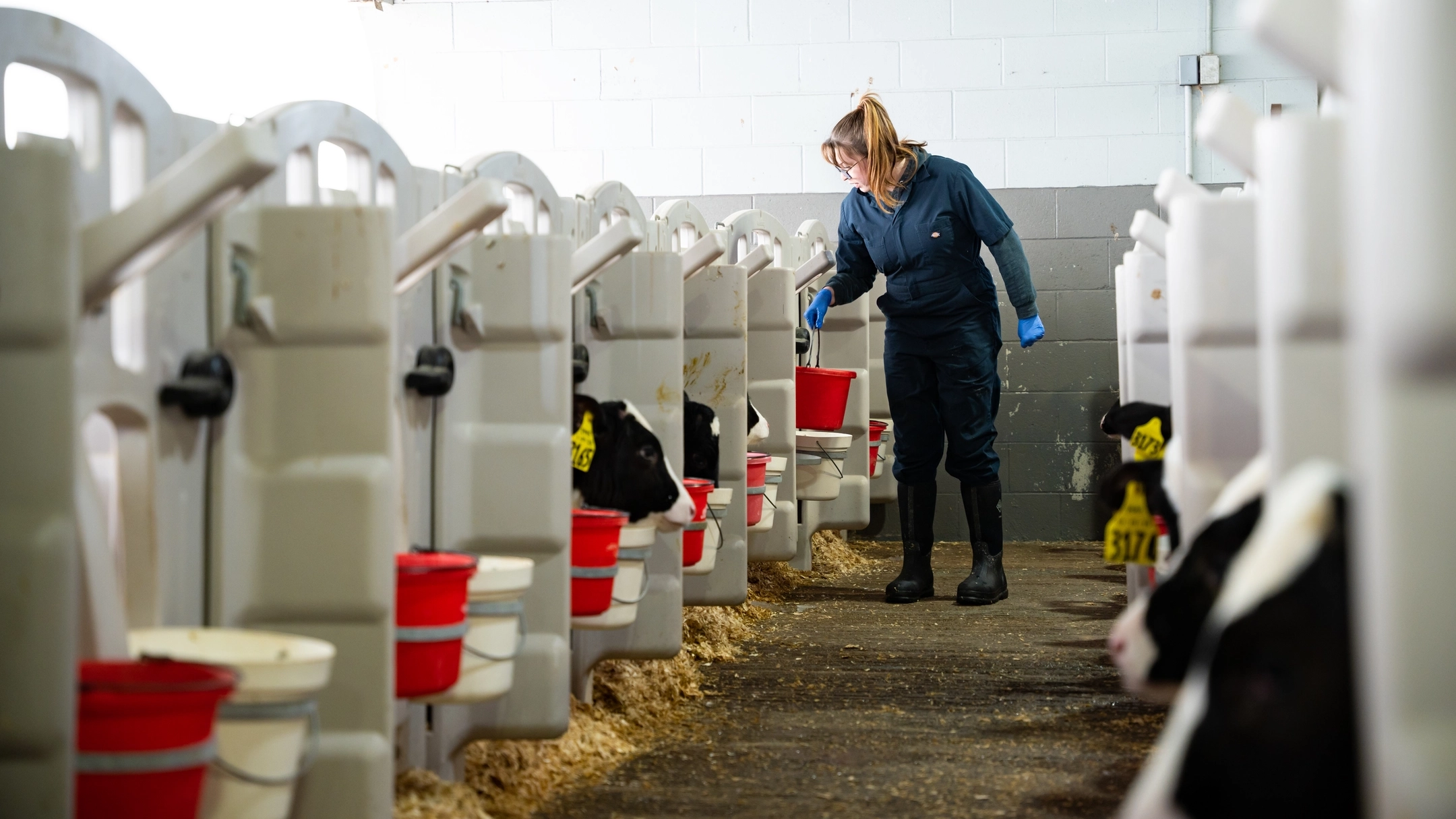 Natalie is studying the effects of wildfire smoke of dairy calves in utero.
