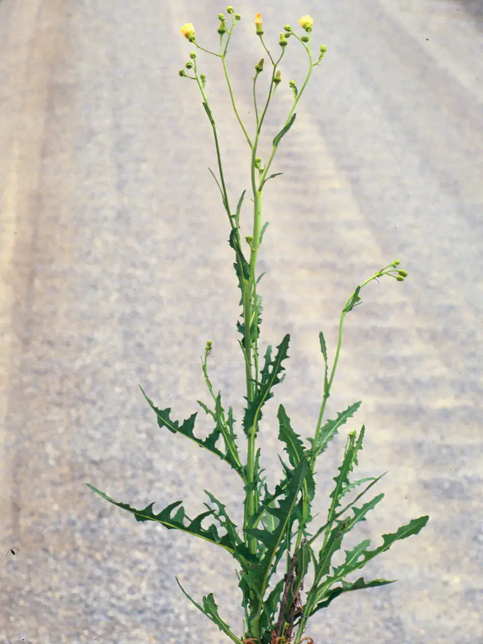 Sowthistle with jagged leaves and tiny little yellow flowers.
