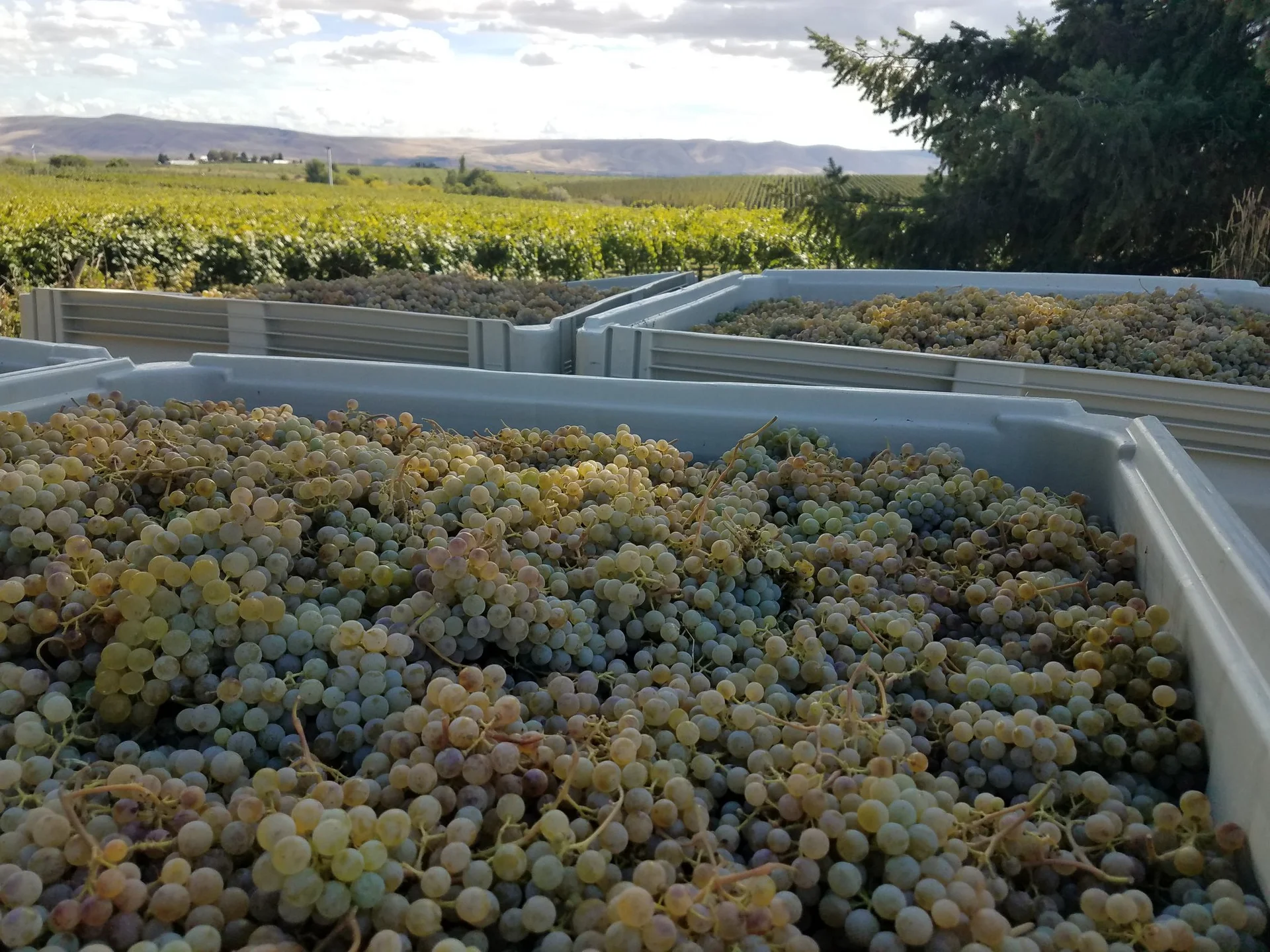 Giant boxes of grapes sit outside of Clearwater Canyon Cellars.