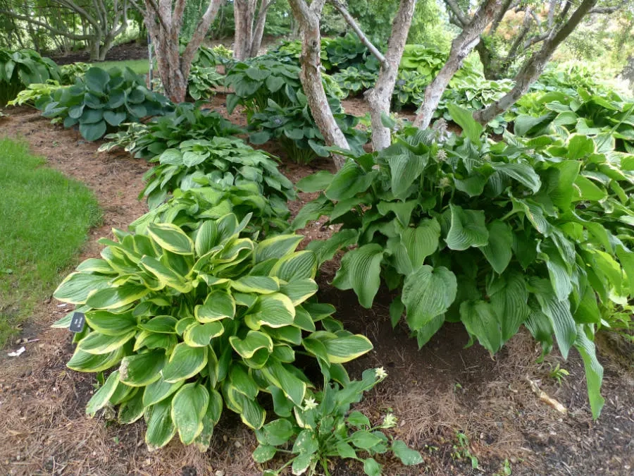 Trees growing from the American Hosta Display Garden