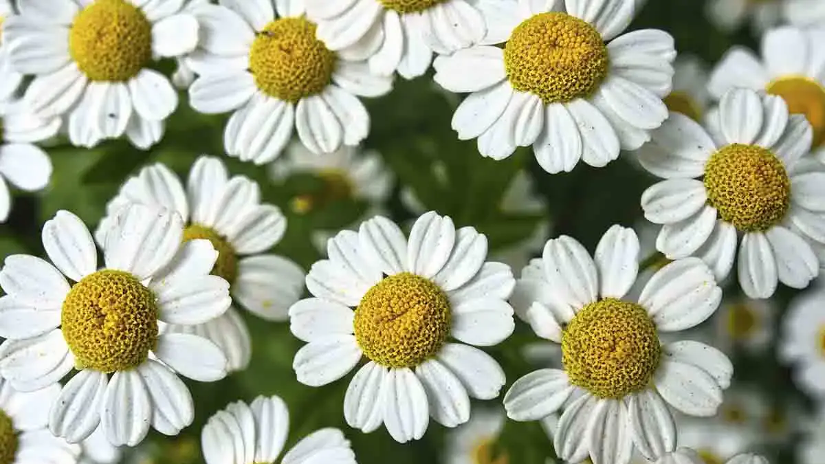 Landscapes and Gardens photos